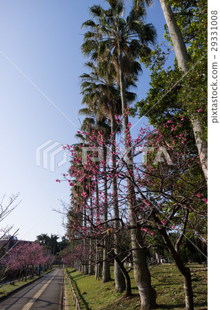 Cherry blossom trees on the south island 29331008