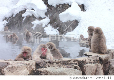 A Japanese monkey in Yamanouchi-machi, Nagano prefecture, which warms a cold body in a hot spring, a so-called snow monkey 29331011