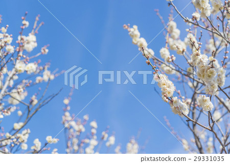 white plum blossom 29331035