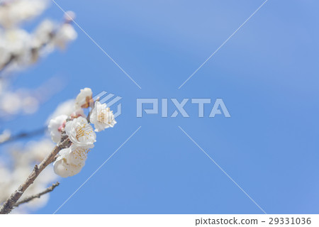 white plum blossom 29331036