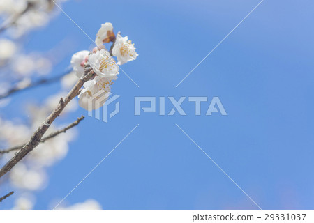 white plum blossom 29331037