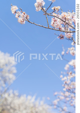 Pink plum blossoms 29331102