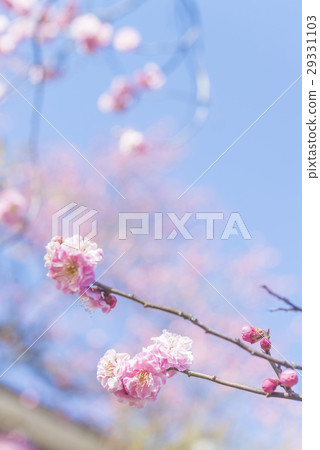 Pink plum blossoms 29331103