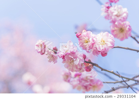 Pink plum blossoms 29331104