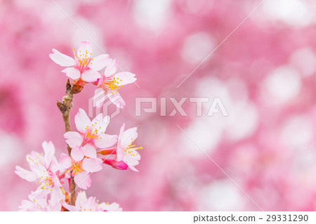 岡龜櫻花樹 29331290