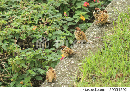 a group of sparrows a group of sparrows 29331292