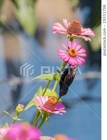 Image of bird (purple sunbird) perched on flowers Image of bird (purple sunbird) perched on flowers 29331706