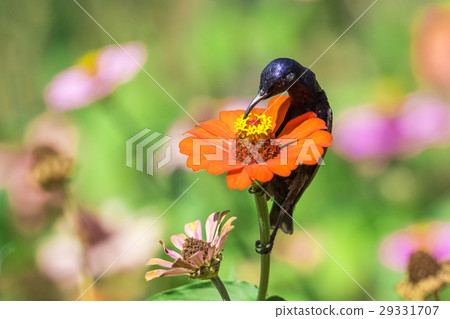Image of a bird (purple sunbird). Wild Animals. Image of a bird (purple sunbird). Wild Animals. 29331707