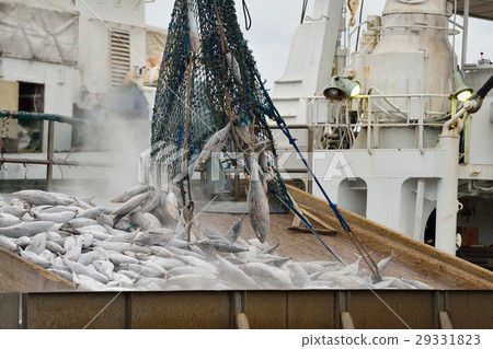 冷凍鰹魚船磨碎操作鰹魚味 29331823