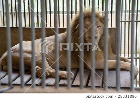 lion in cage lion in cage 29331886