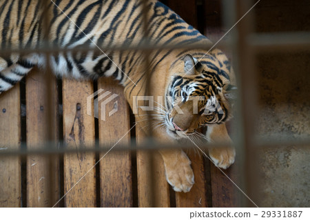tiger in cage tiger in cage 29331887