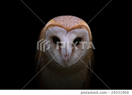 common barn owl in the dark 29331908