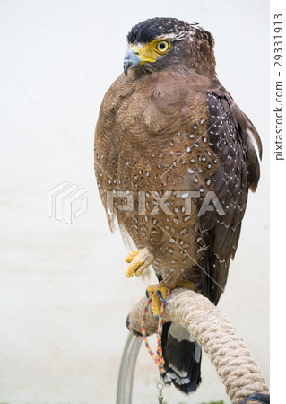 Crested serpent eagle ( Spilornis cheela ) 29331913