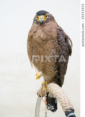 Crested serpent eagle ( Spilornis cheela ) 29331914