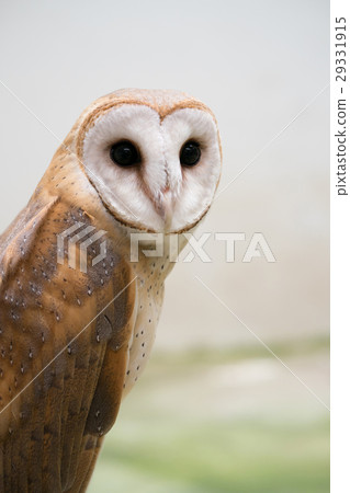 common barn owl 29331915