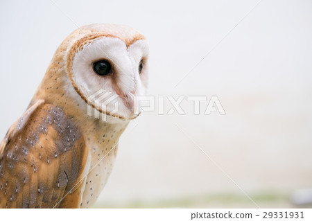 common barn owl 29331931