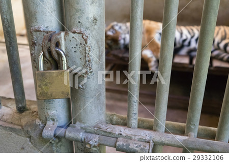 tiger in cage tiger in cage 29332106