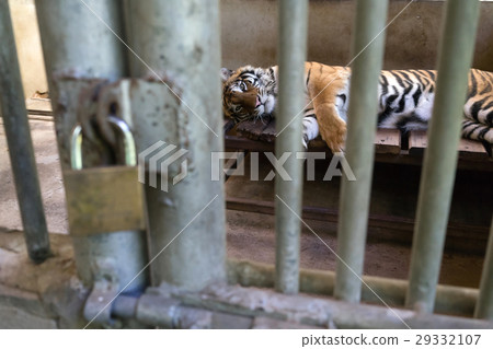 tiger in cage 29332107