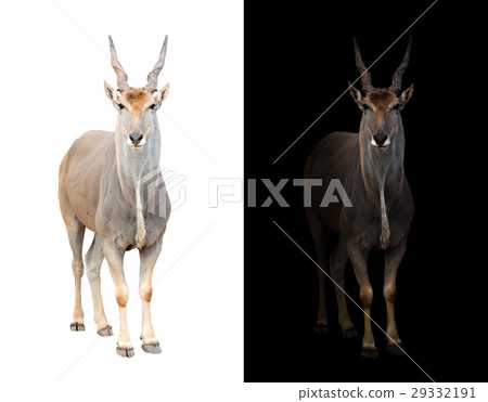 eland in dark and white background eland in dark and white background 29332191