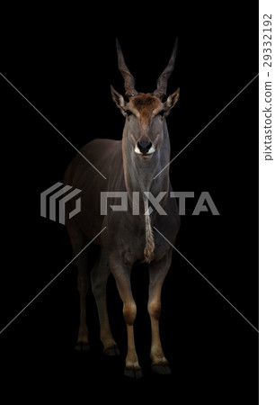 eland standing in the dark eland standing in the dark 29332192