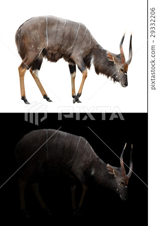 male nyala on dark and white background 29332206