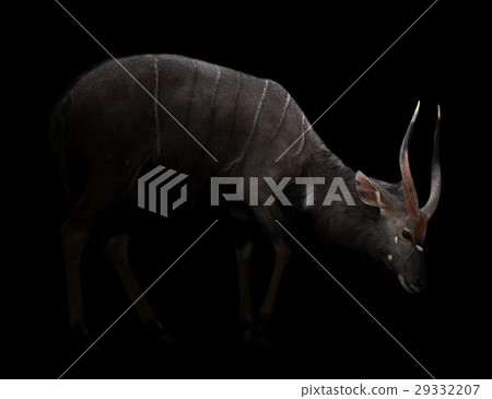 male nyala standing in the dark 29332207