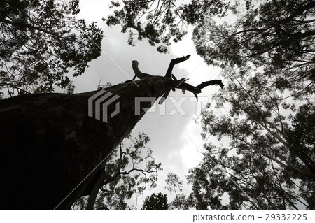 Bare tree branches 29332225
