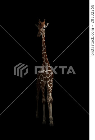 giraffe hiding in the dark giraffe hiding in the dark 29332259
