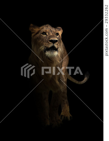 yong male lion in the dark yong male lion in the dark 29332262