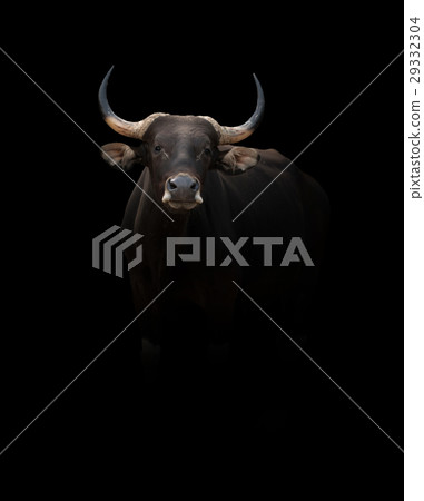 banteng in the dark 29332304