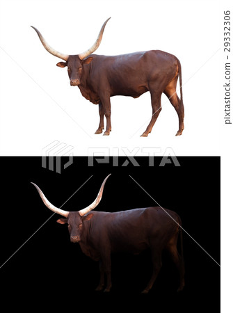 watusi in the dark and white background 29332306