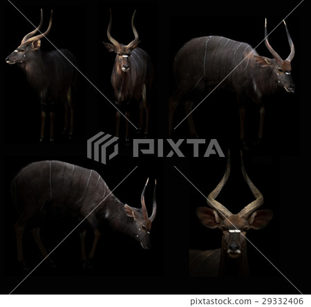 male nyala hiding in the dark 29332406