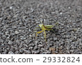 Mantis is watching 29332824