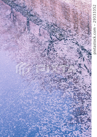 Cherry blossoms petals falling into the river Meguro River Cherry blossoms petals falling into the river Meguro River 29333352