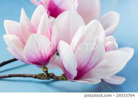 Magnolia pink flowers Magnolia pink flowers 29333764