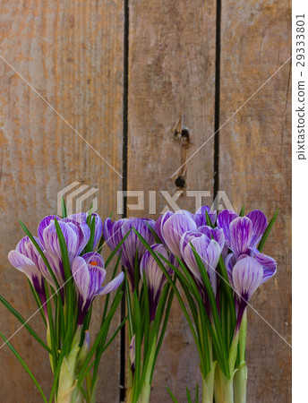 Violet crocus flowers Violet crocus flowers 29333801