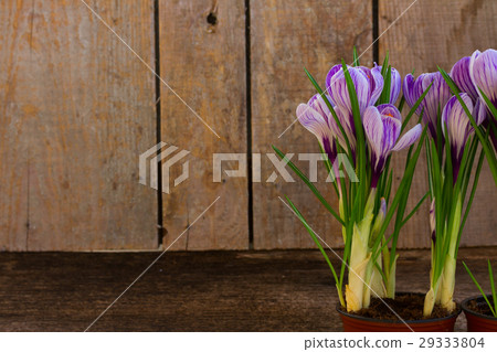 Violet crocus flowers Violet crocus flowers 29333804