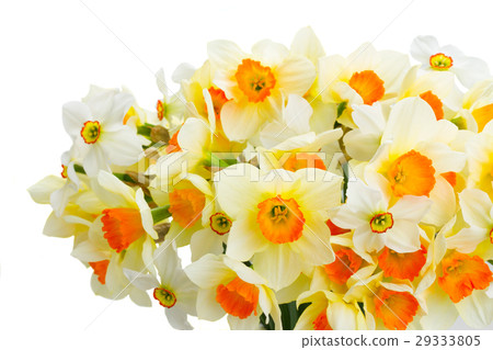Narcissus in vase Narcissus in vase 29333805