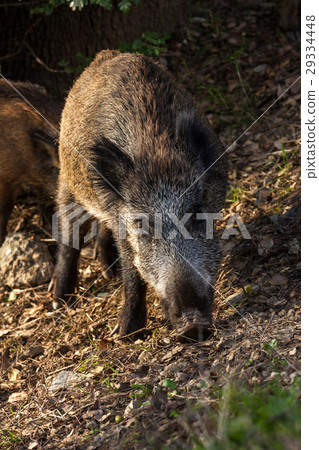 Wild boar eat acorns under the oaks Wild boar eat acorns under the oaks 29334448