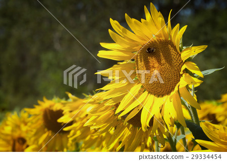 Sunflower field in summer 29334454