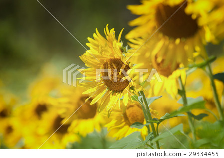 Sunflower field in summer Sunflower field in summer 29334455