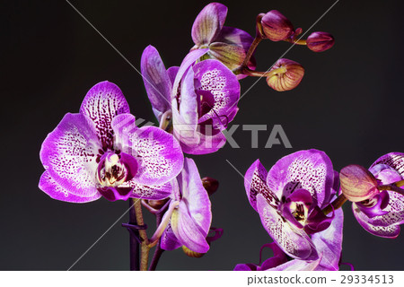 White and purple blooming orchid 29334513