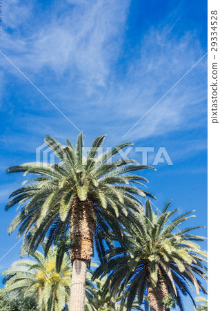 Tropical palm tree 29334528