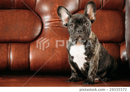 Young Black French Bulldog Dog Puppy With White 29335572