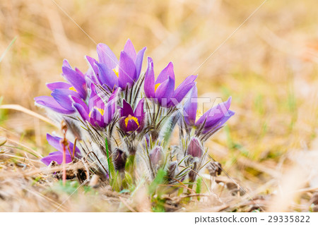Wild Young Pasqueflower In Early Spring. Flowers 29335822