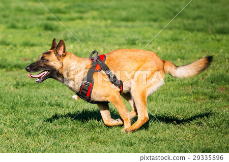 Malinois Dog Running Outdoors In Green Summer 29335896