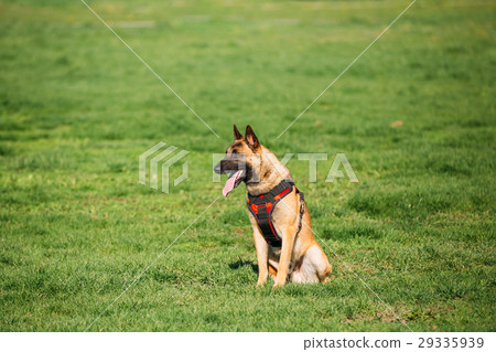 Malinois Dog Sit Outdoors In Green Summer Grass At Malinois Dog Sit Outdoors In Green Summer Grass At 29335939