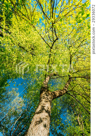 Spring Canopy Of Tree. Deciduous Forest, Summer 29336072