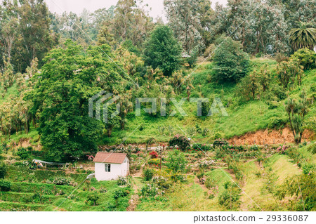 Summer View Of Rose Flowers Plantation On Hillside 29336087
