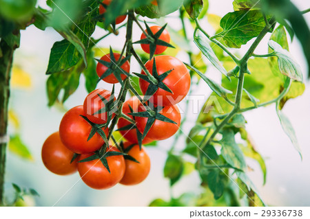 Ripe Red Organic Cherry Tomatoes. Group Of Ripe 29336738